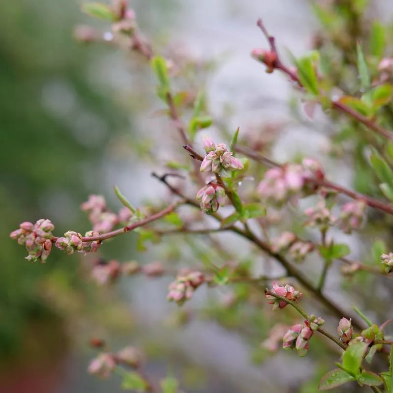 Vaccinium corymbosum ‘Sky Dew Gold’ Blueberry Plant