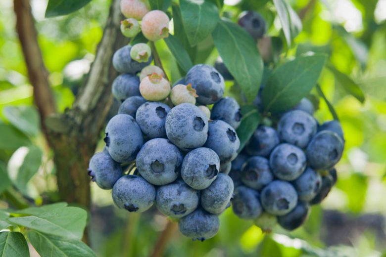 Chandler Blueberry Plant