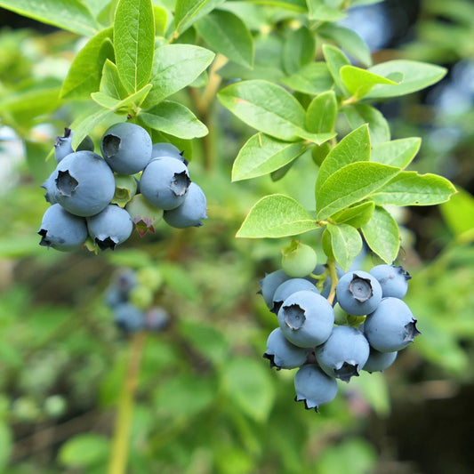 Northland Mid Season Highbush Blueberry Plant