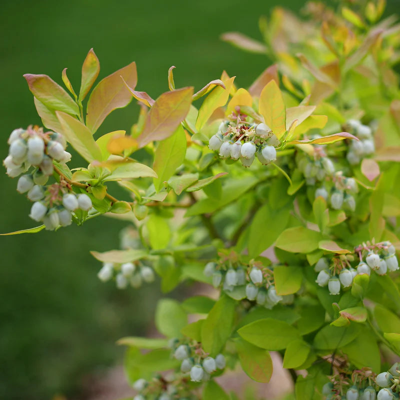 Vaccinium corymbosum ‘Sky Dew Gold’ Blueberry Plant