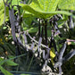 Velour Bush Bean Seeds online shopping