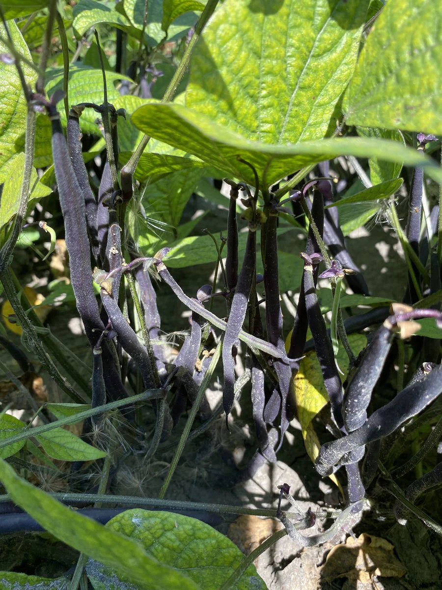 Velour Bush Bean Seeds online shopping
