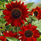 Velvet Queen Sunflower Seeds online shopping