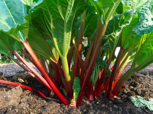 Crimson Cherry Red Rhubarb