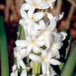 L’innocence Hyacinth Bulbs
