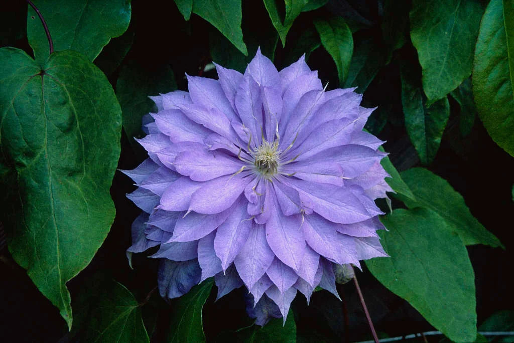 Countess of Lovelace Clematis Vine