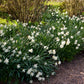 Mount Hood Narcissus Bulbs
