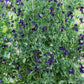 My Navy Sweet Pea seeds online shopping