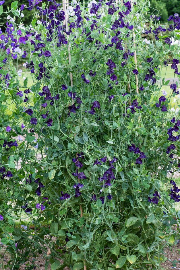My Navy Sweet Pea seeds online shopping