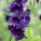 My Navy Sweet Pea seeds online shopping