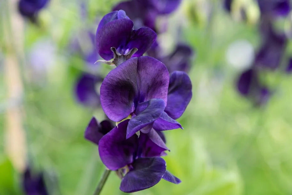 My Navy Sweet Pea seeds online shopping