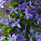 Tye Dye Clematis Vine