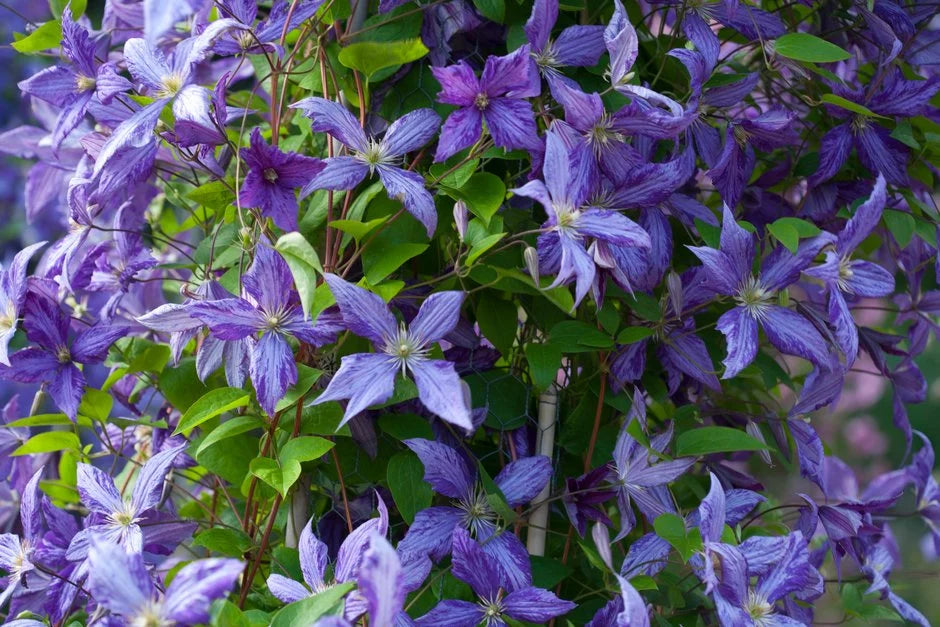 Tye Dye Clematis Vine