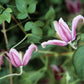 Jan Fopma Clematis Vine