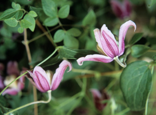 Jan Fopma Clematis Vine