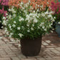 Sparkle White Gaura Seeds online shopping
