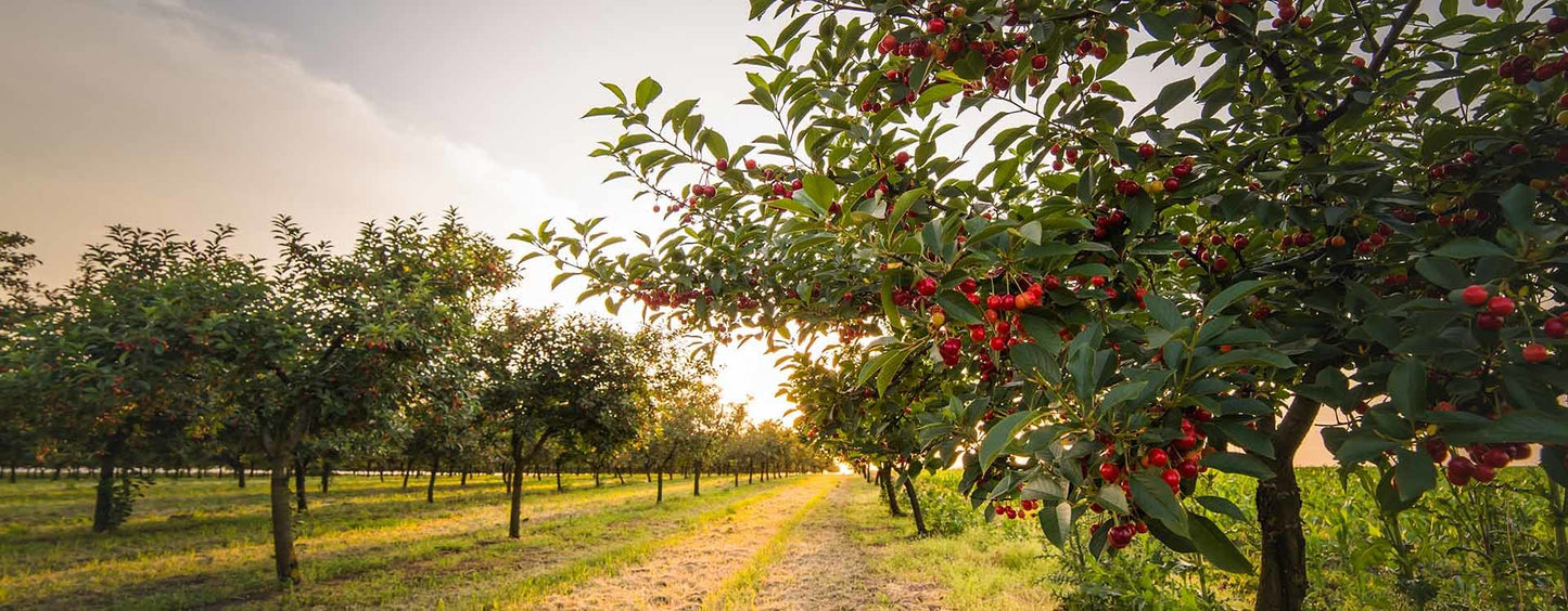 Cherry Tree - Cerisier