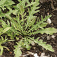 Sylvetta Arugula Seeds online shopping