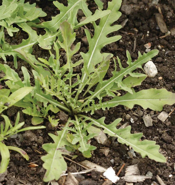 Sylvetta Arugula Seeds online shopping