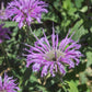 Wild Bergamot