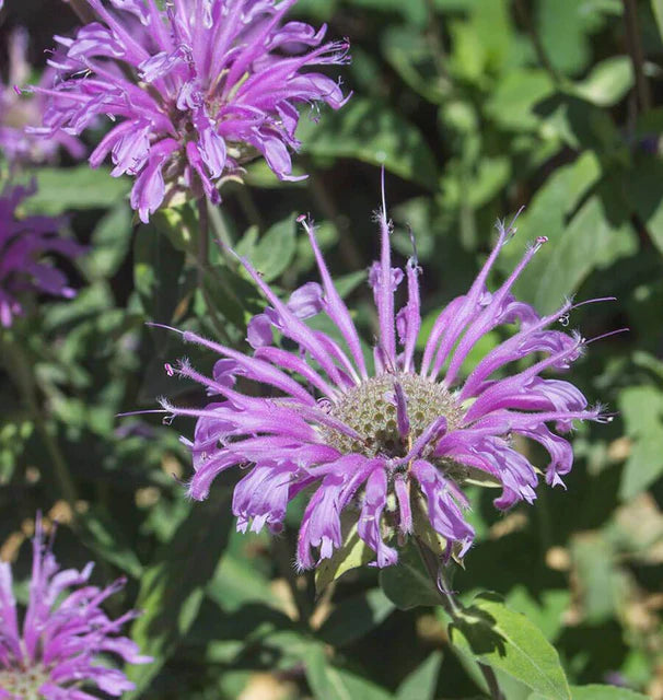 Wild Bergamot