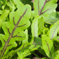 Dragon's Fire Arugula Seeds online shopping