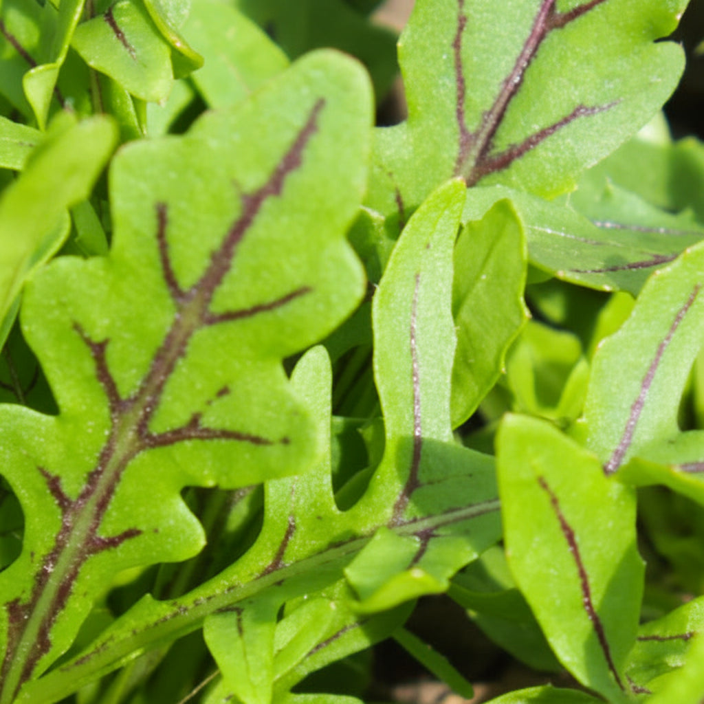 Dragon's Fire Arugula Seeds online shopping