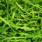 Wildfire Arugula Seeds online shopping