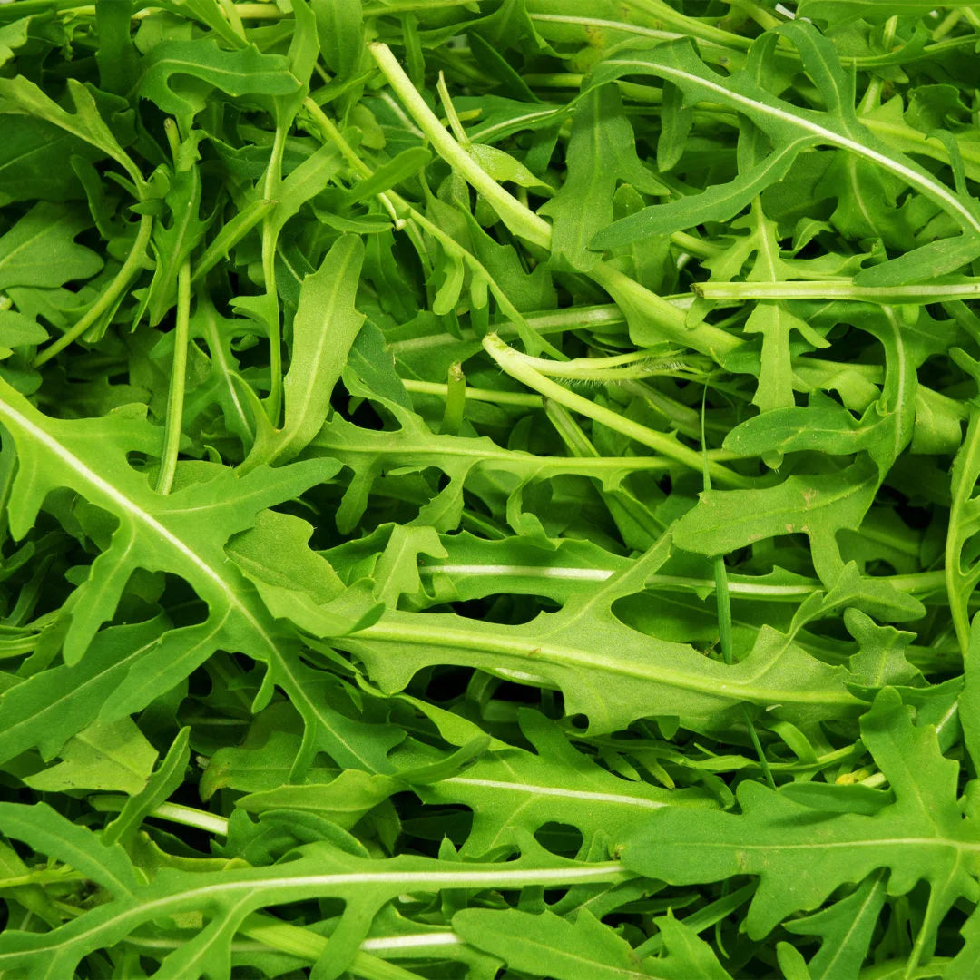 Wildfire Arugula Seeds online shopping