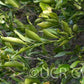 Willowleaf Mandarin Plant