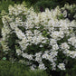 Hydrangea paniculata Wim’s Red Fire And Ice