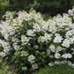 Hydrangea paniculata Wim’s Red Fire And Ice