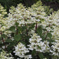 Hydrangea paniculata Wim’s Red Fire And Ice