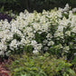Hydrangea paniculata Wim’s Red Fire And Ice