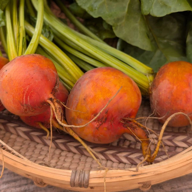 Touchstone Gold Beet Seeds online shopping