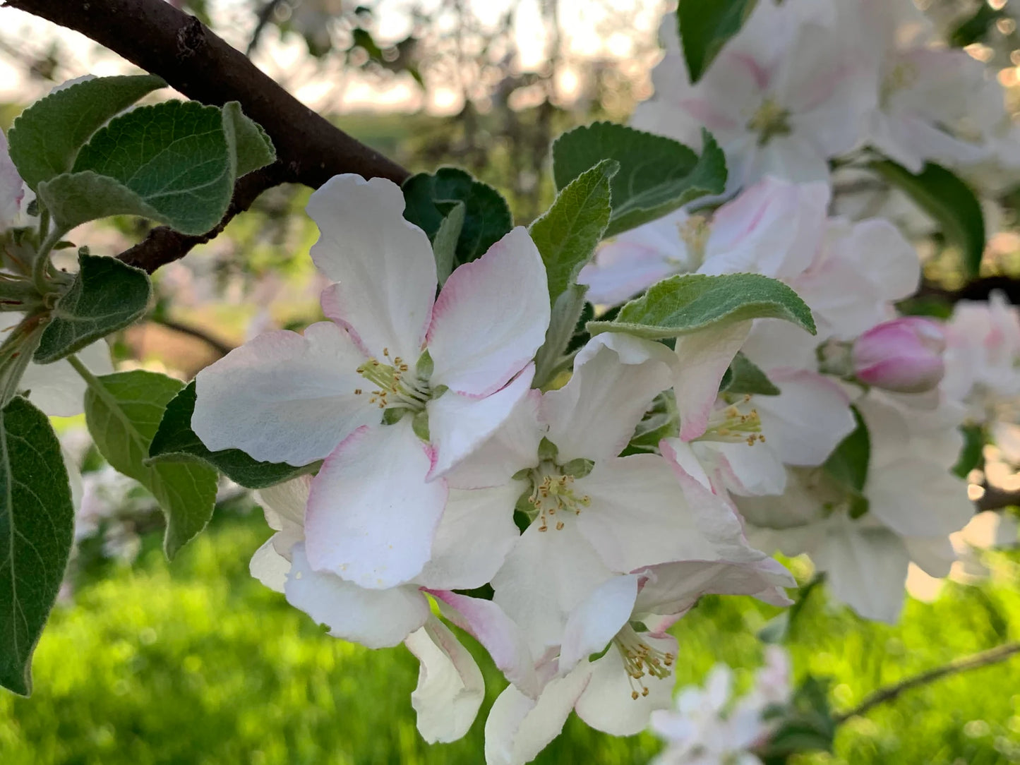 Wolf River Heirloom Apple