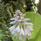 World Cup Hosta Plant