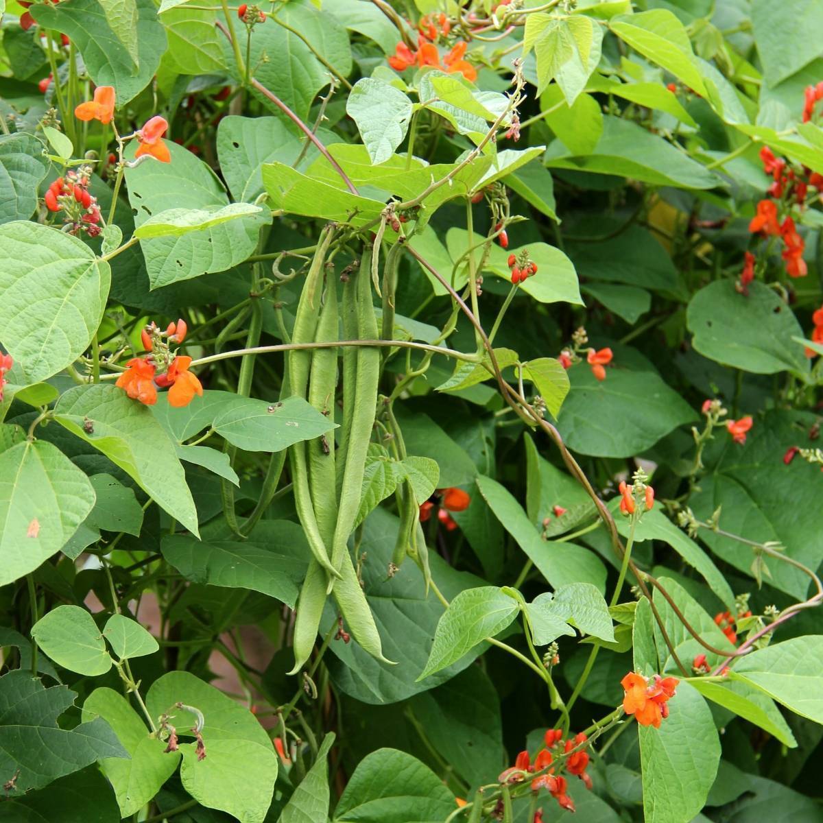 Scarlet Emperor Runner Bean Seeds online shopping