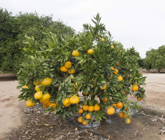 Xie Shan Satsuma Mandarin Plant