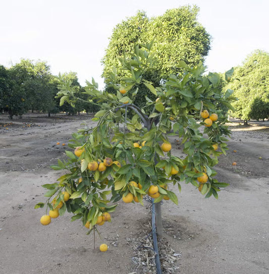 Xinhuicheng Sweet Orange Plant