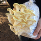 Golden Oyster Mushroom - Pleurote Jaune