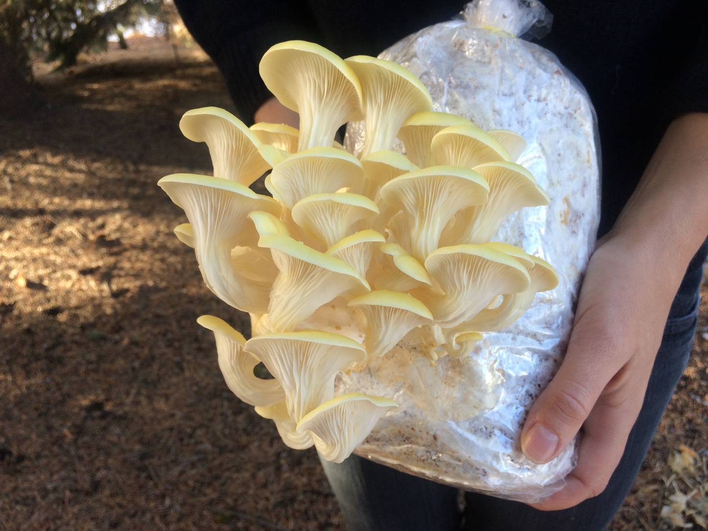 Golden Oyster Mushroom - Pleurote Jaune