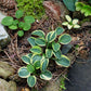 Lucky Mouse Hosta Plant