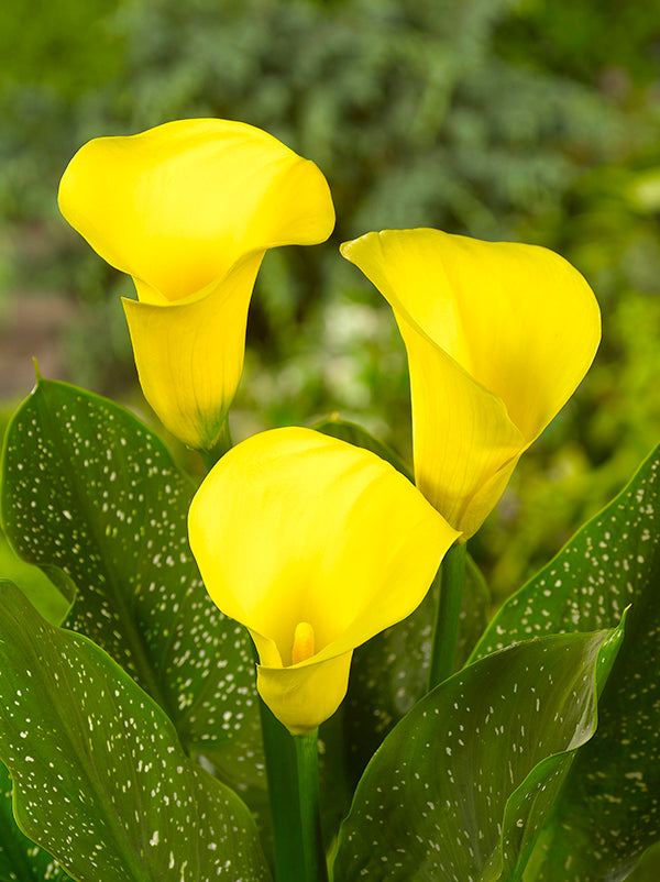do calla lilies flower all summer Summer Sun Calla Lily – EVERGREEN
