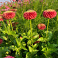 Queeny Lime Red Zinnia Seeds online shopping