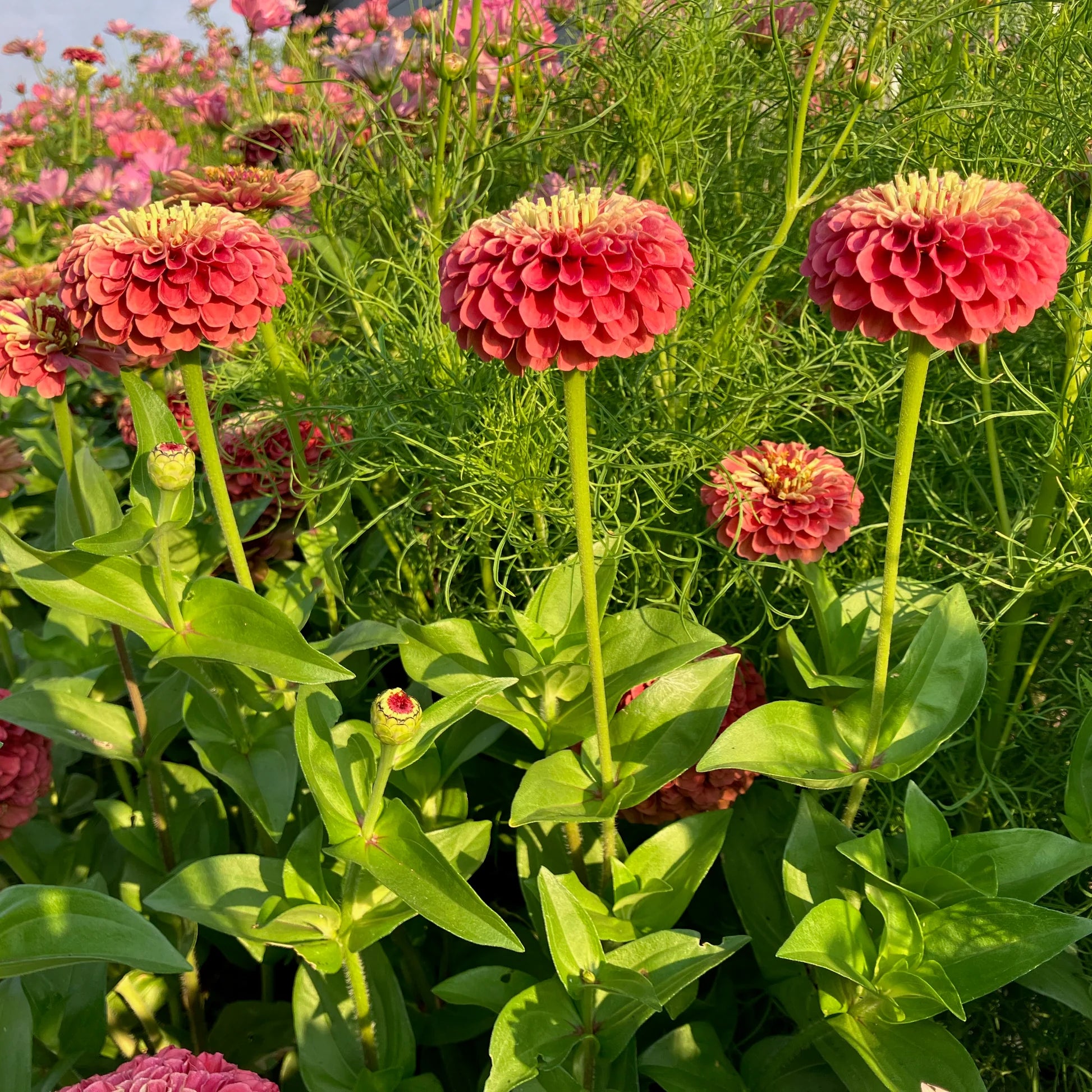 Queeny Lime Red Zinnia Seeds online shopping