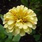 Peppermint Stick Zinnia Seeds online shopping