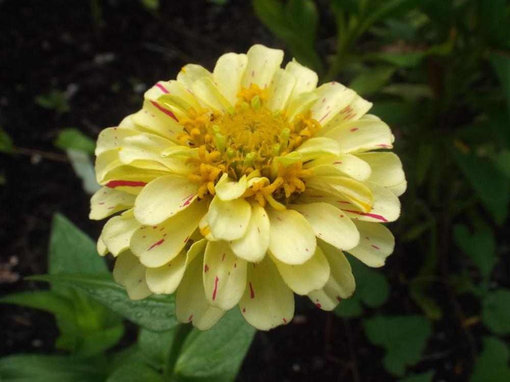 Peppermint Stick Zinnia Seeds online shopping