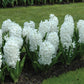 Carnegie Hyacinth Bulbs