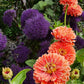 Benary's Giant Salmon Rose Zinnia Seeds online shopping
